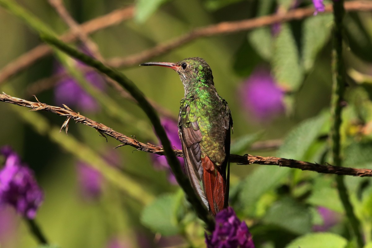 Rufous-tailed Hummingbird - ML618017697