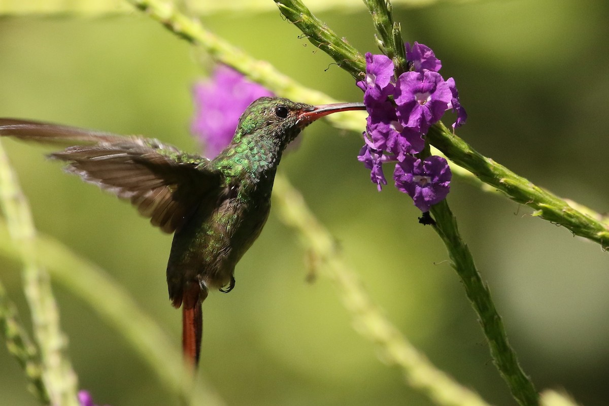 Rufous-tailed Hummingbird - John and Milena Beer