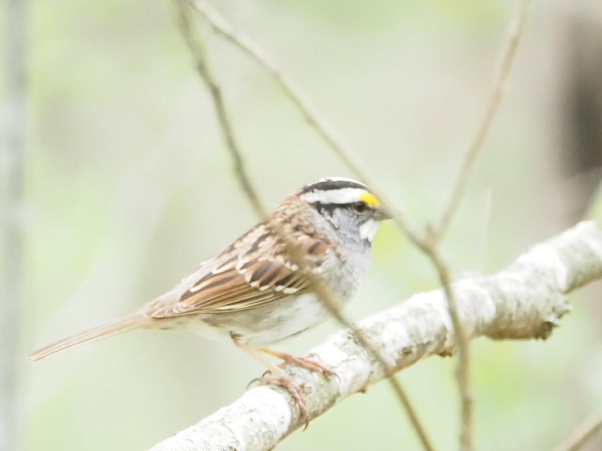 White-throated Sparrow - ML618017701