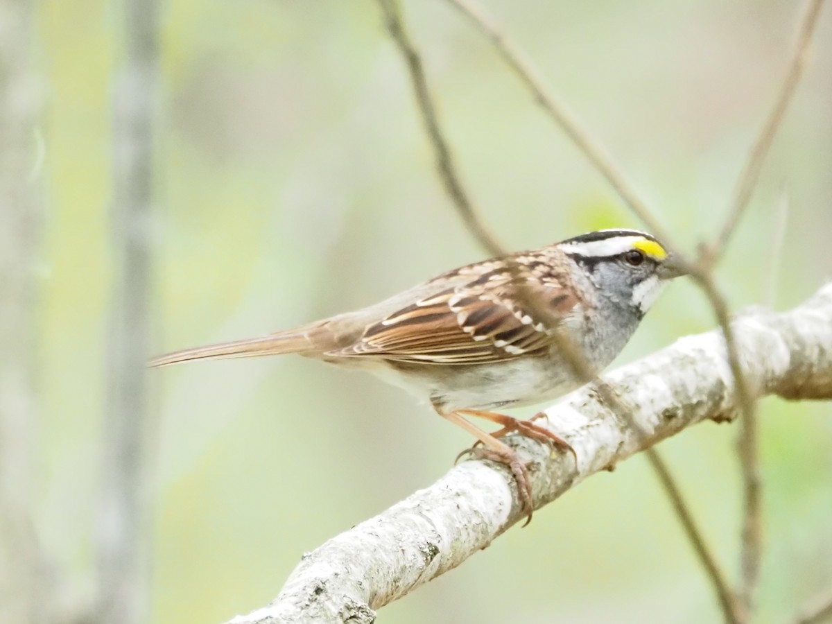 White-throated Sparrow - Jonine Dewitte