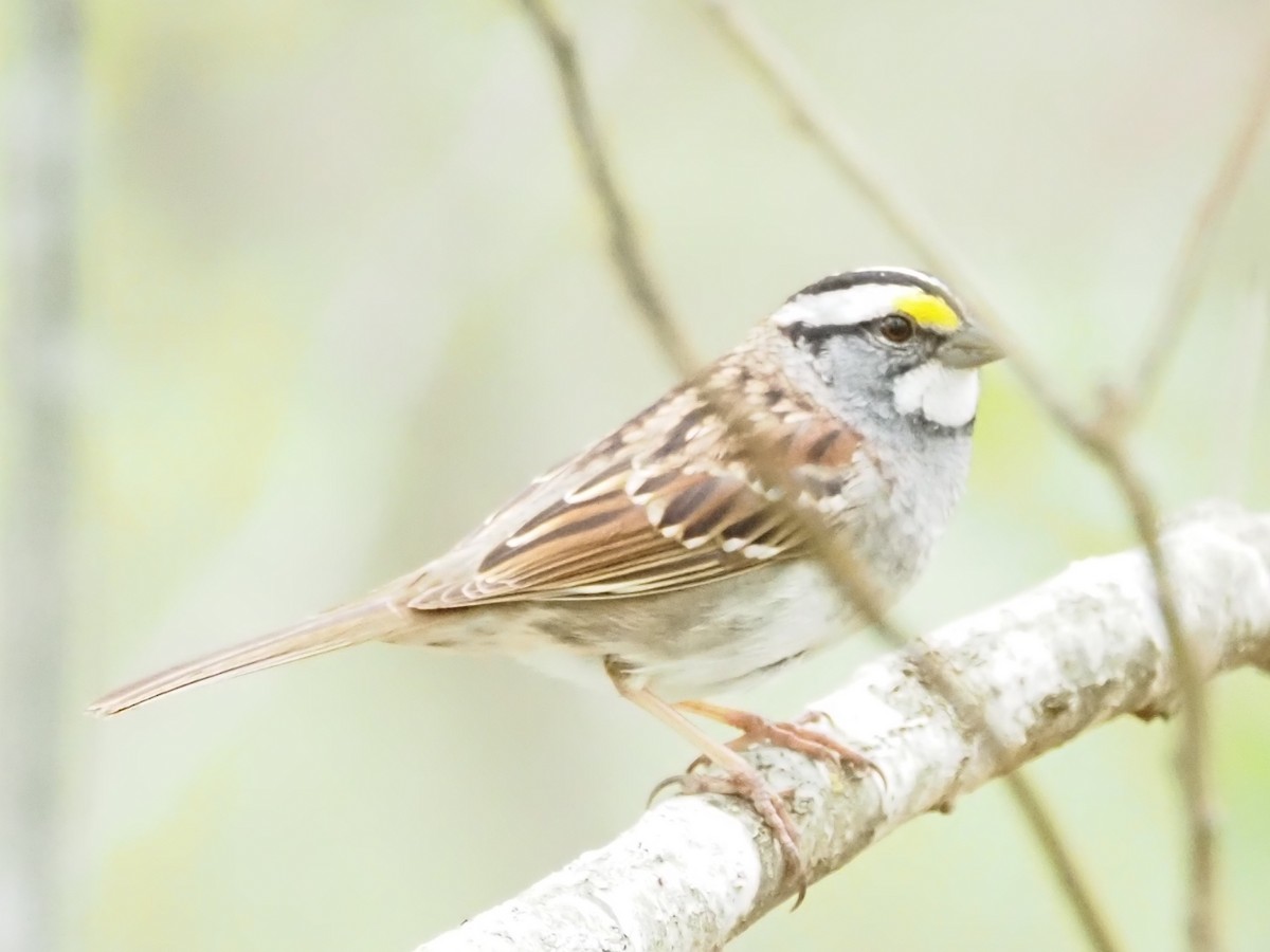 White-throated Sparrow - Jonine Dewitte