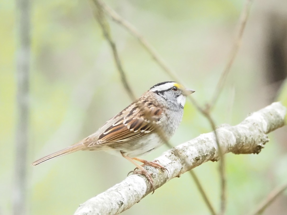 White-throated Sparrow - ML618017704