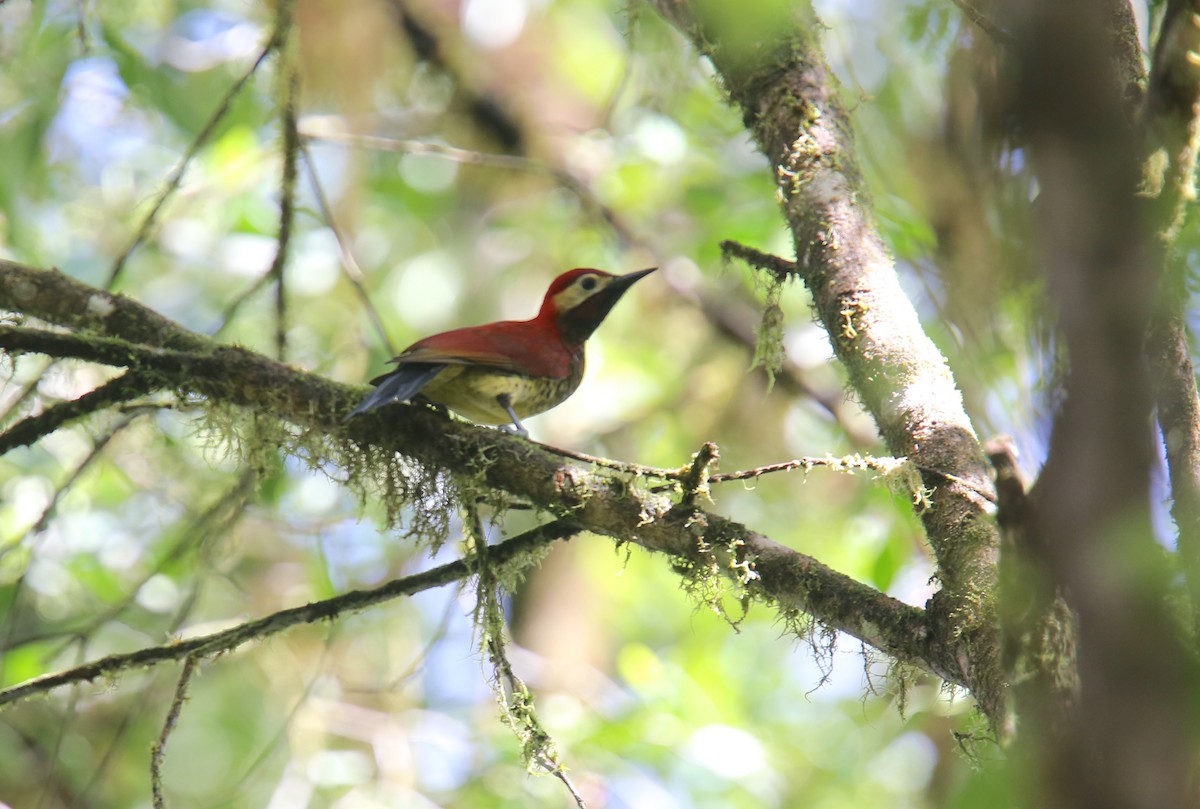 Crimson-mantled Woodpecker (Crimson-mantled) - ML618017705
