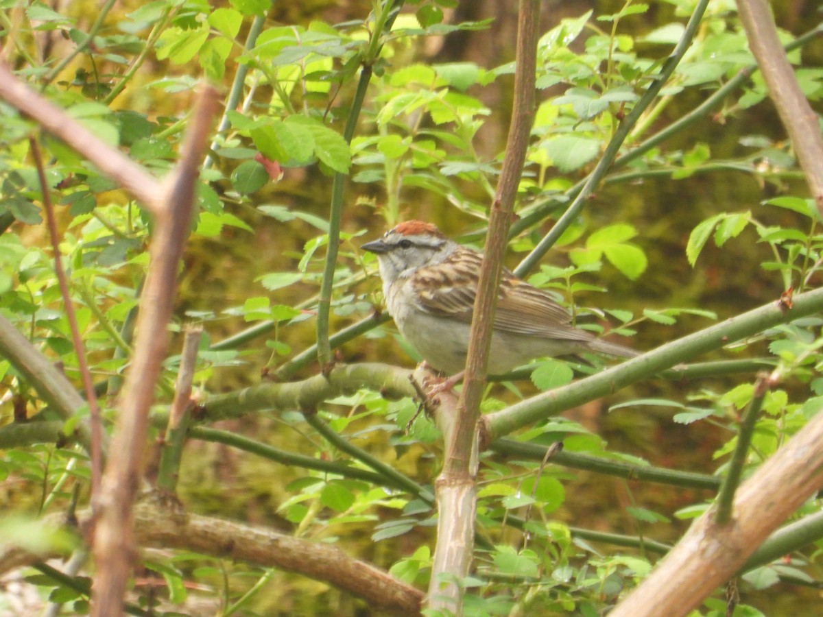 Chipping Sparrow - Angela Frohring