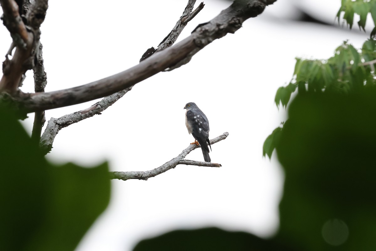 Chinese Sparrowhawk - ML618017715