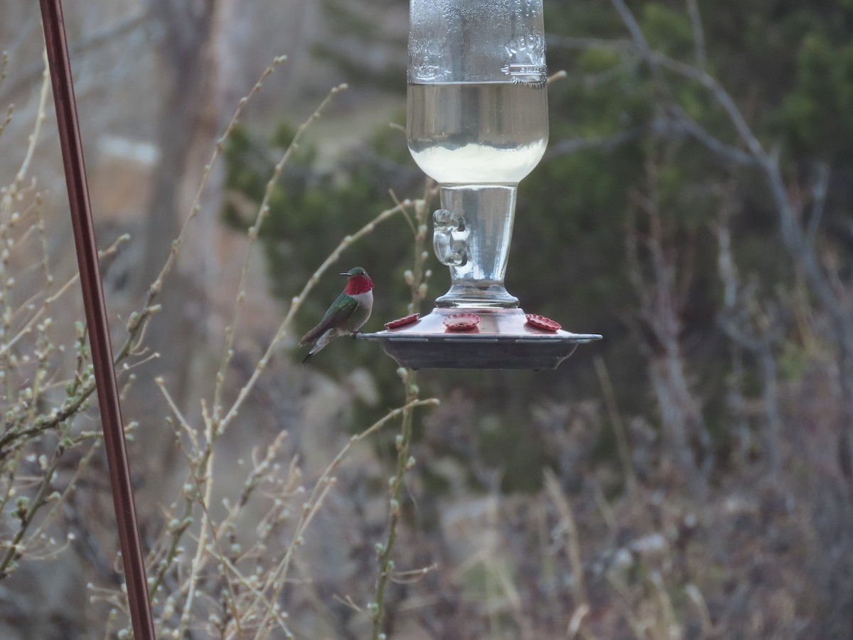 Broad-tailed Hummingbird - Deborah Essman