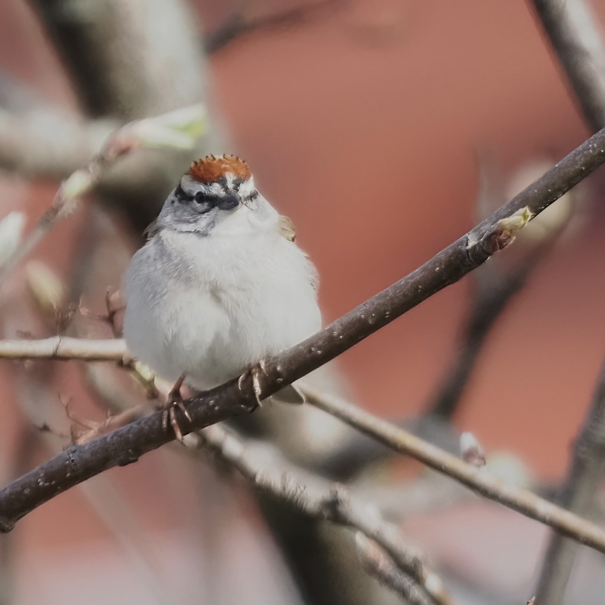 Chipping Sparrow - Mark Cloutier
