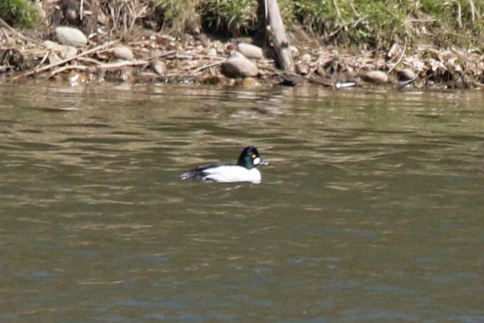 Common Goldeneye - Joan and/or George Sims