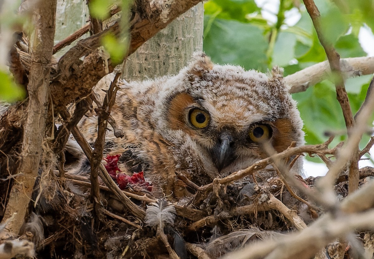 Great Horned Owl - John Brauer