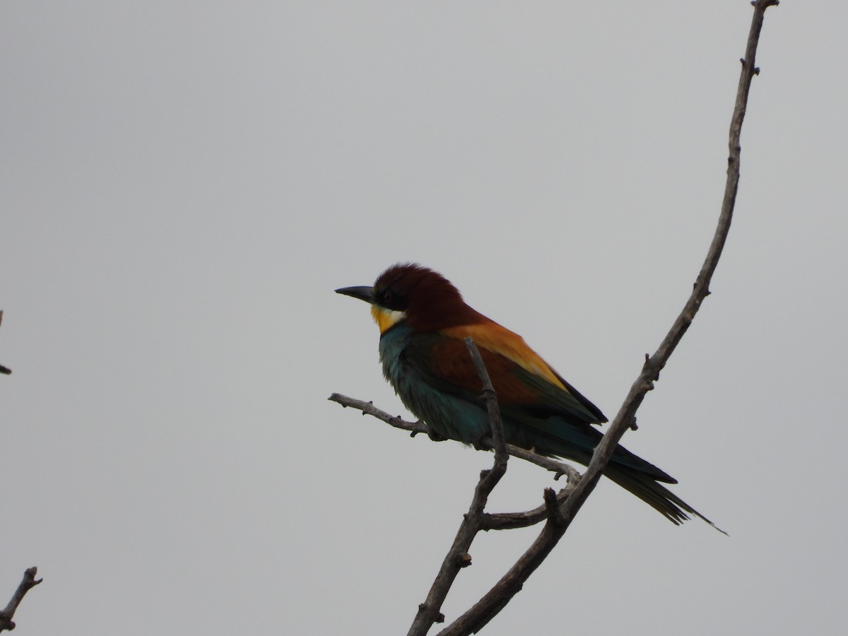 European Bee-eater - Jose Pozo