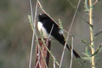 Willie-wagtail - ML618017764