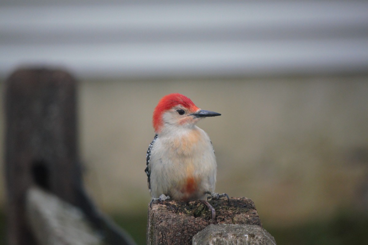 Red-bellied Woodpecker - Noah and Bill Bieljeski