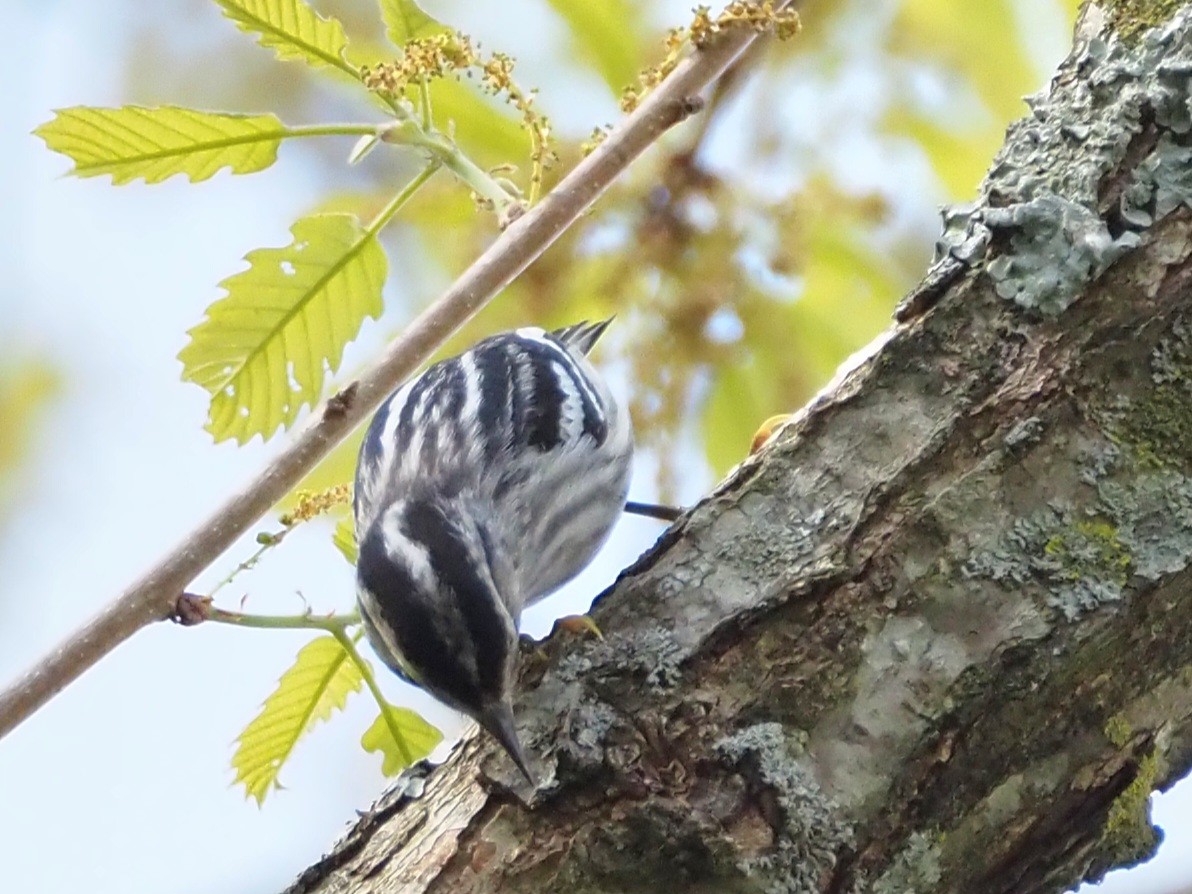 Black-and-white Warbler - ML618017826