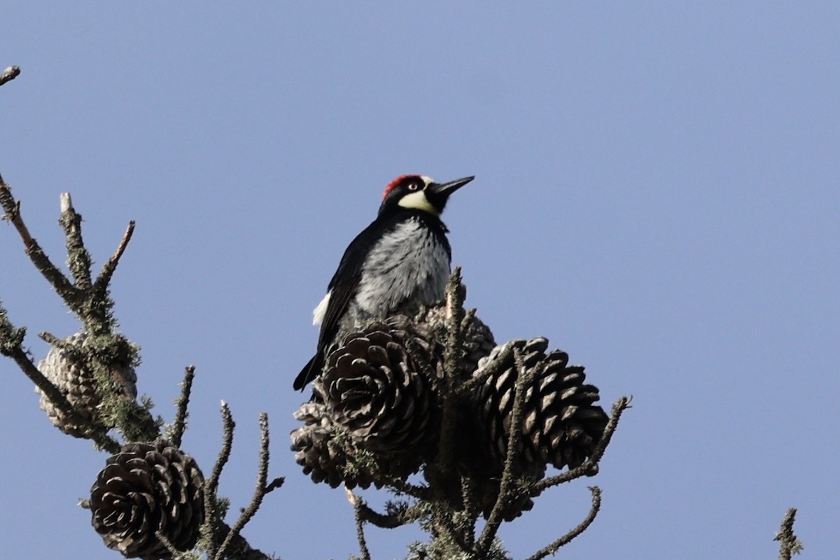 Acorn Woodpecker - Ann Stockert