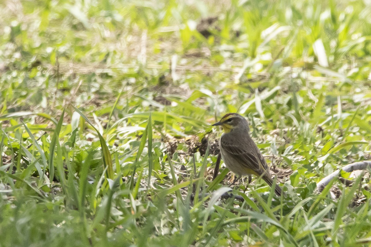 Palm Warbler - Kyle Nelson