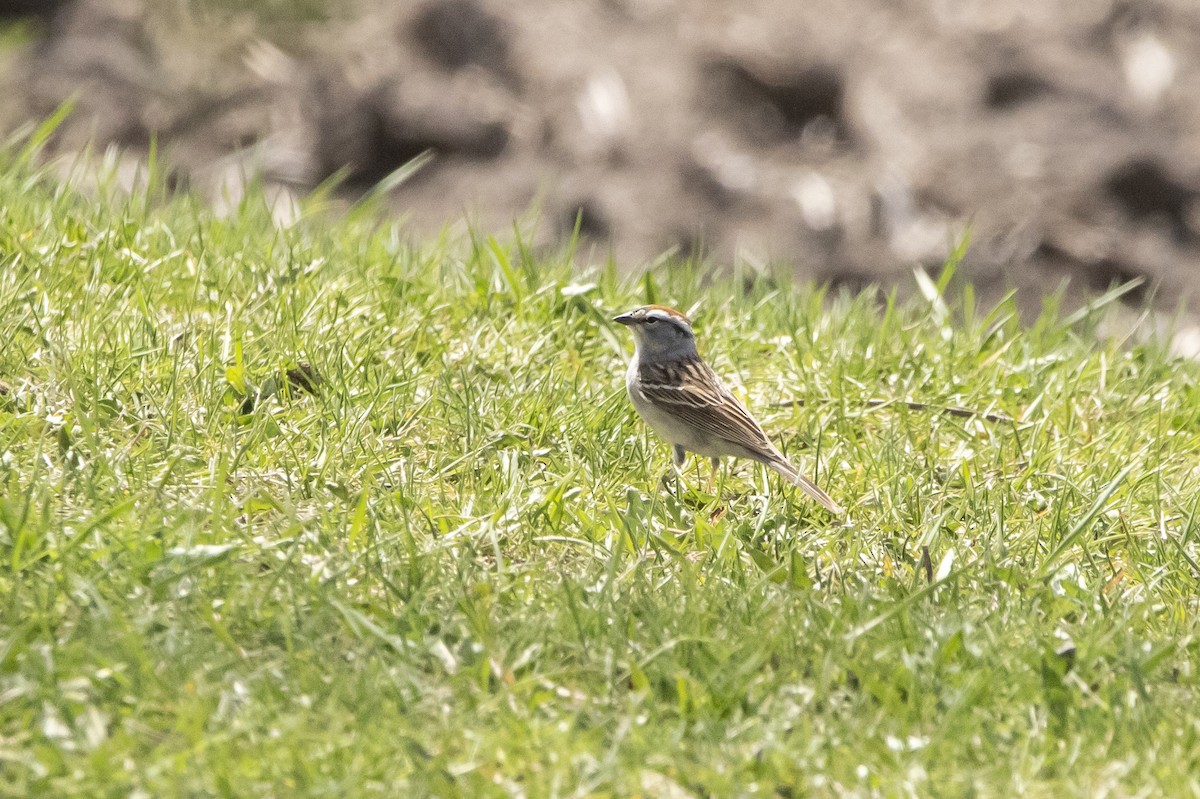 Chipping Sparrow - ML618017851