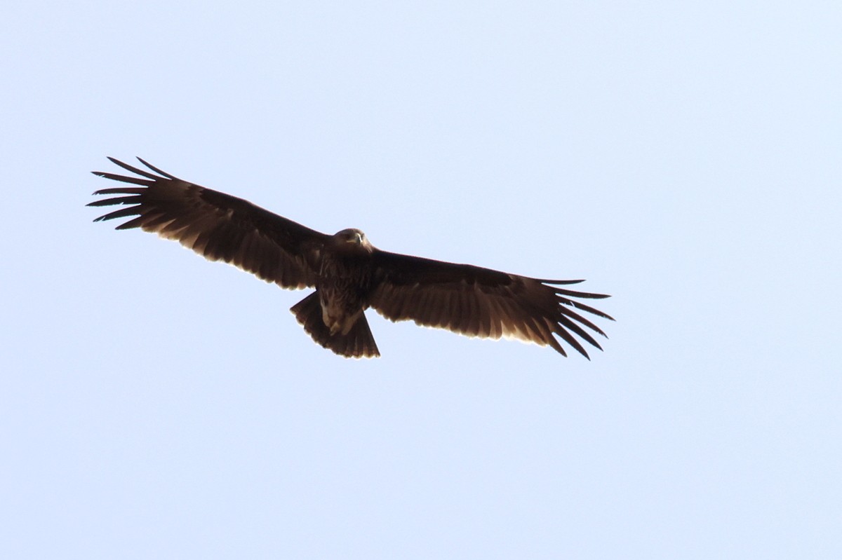 Greater Spotted Eagle - ML618017888