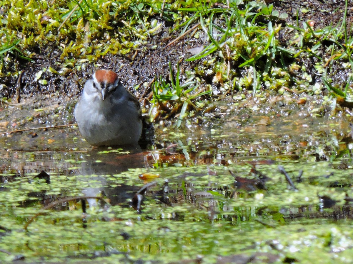 Chipping Sparrow - ML618017902