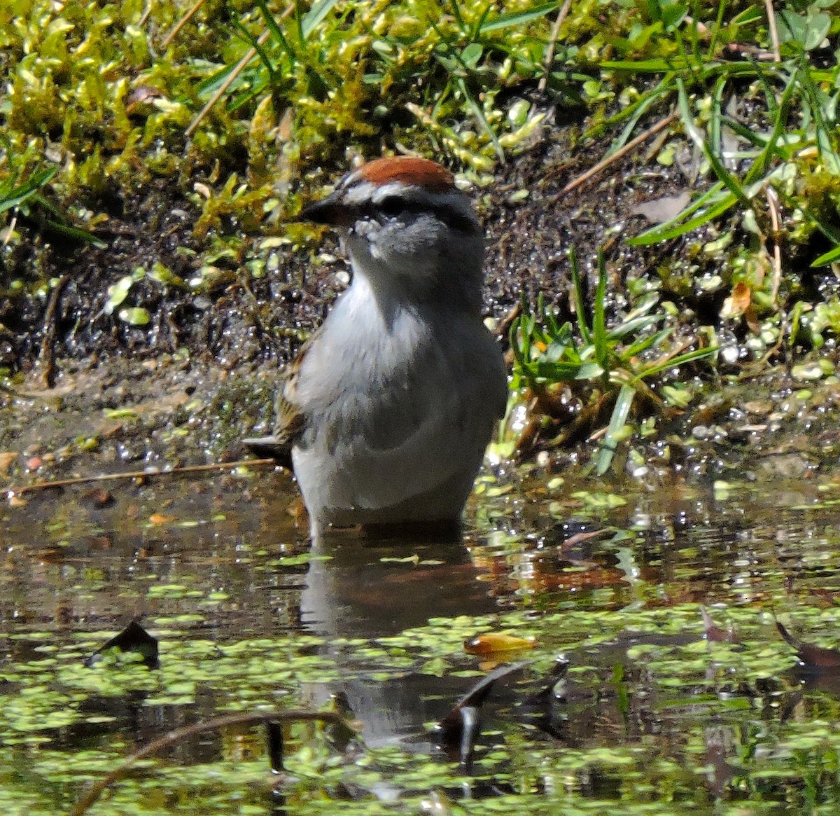 Chipping Sparrow - ML618017904