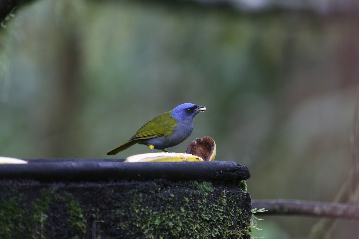 Blue-capped Tanager - ML618017912