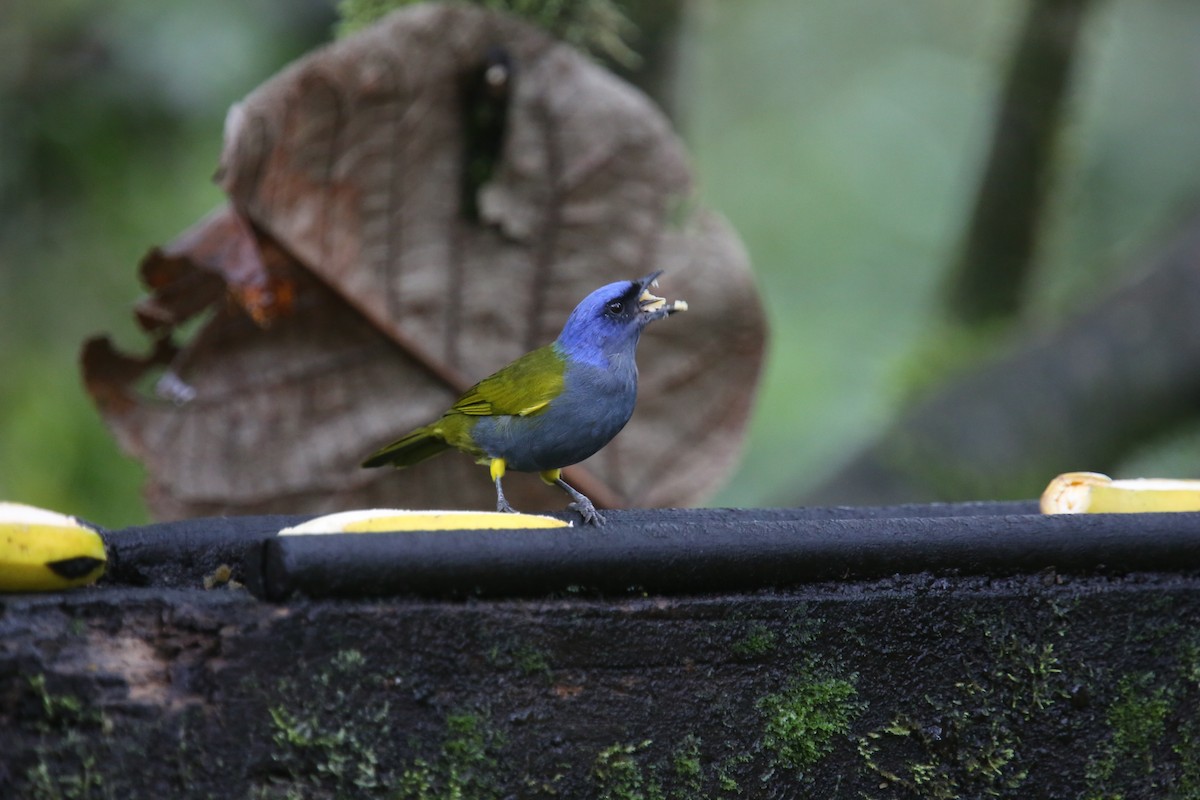 Blue-capped Tanager - ML618017913