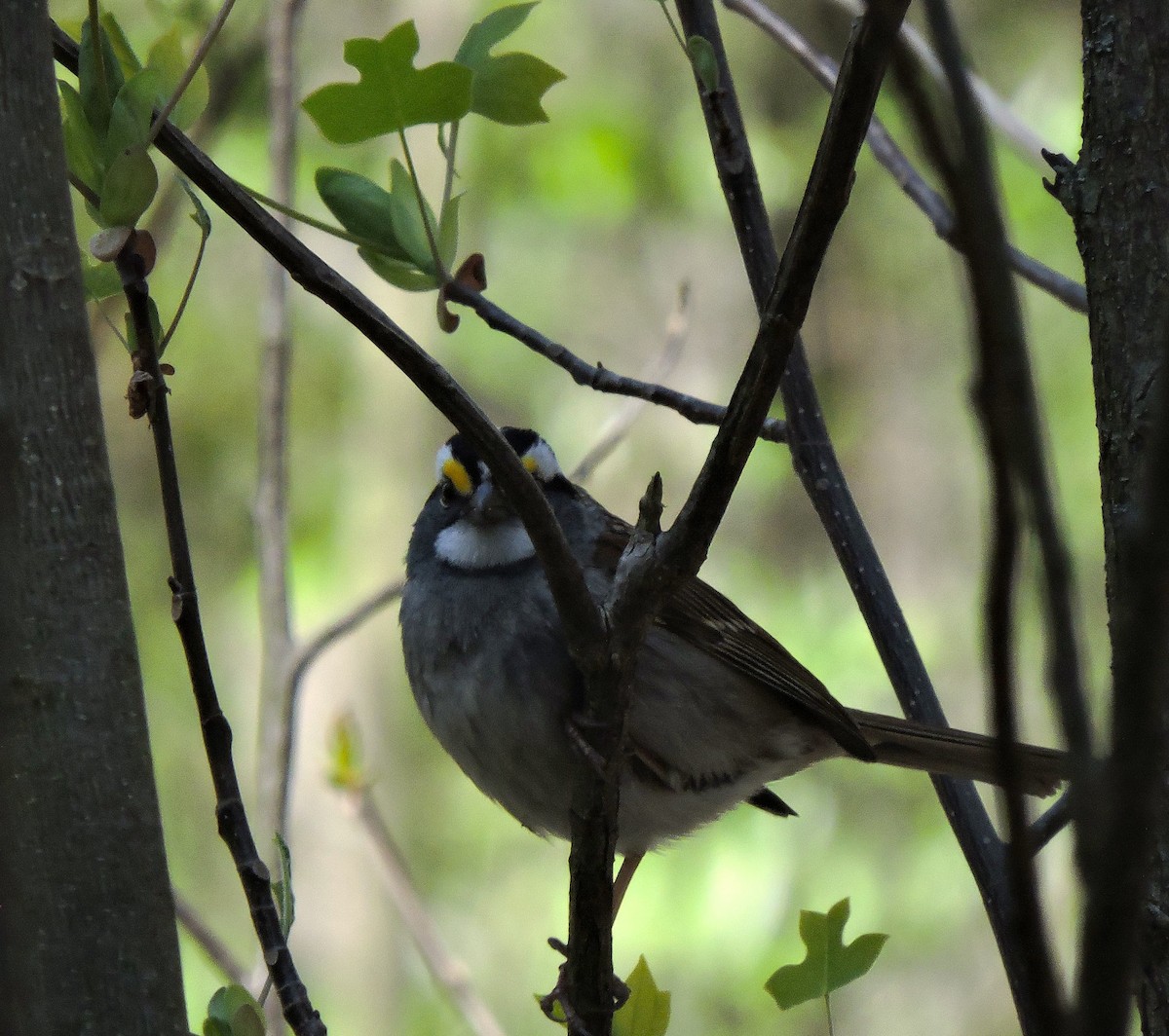 White-throated Sparrow - ML618017916