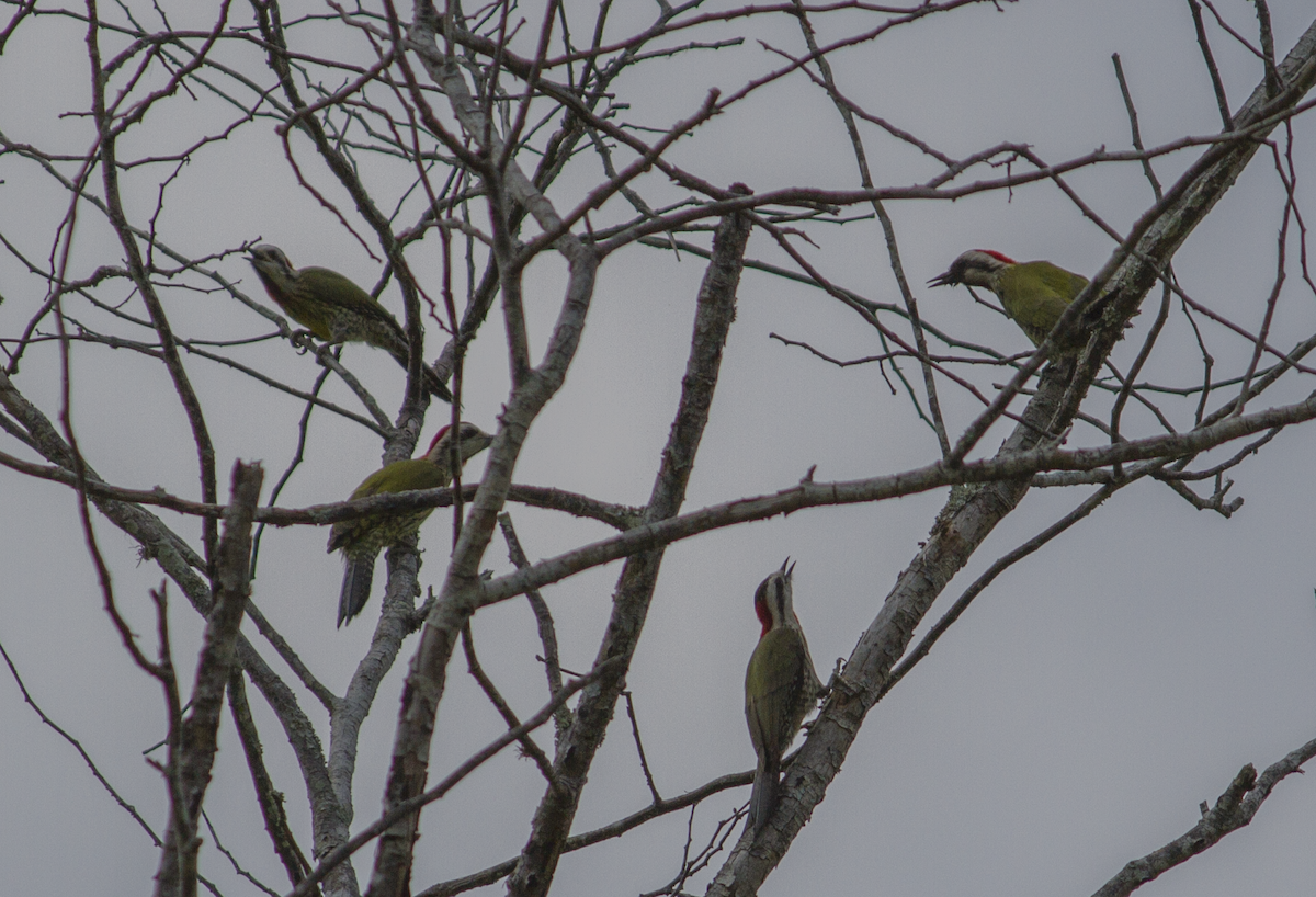 Cuban Green Woodpecker - ML618017924