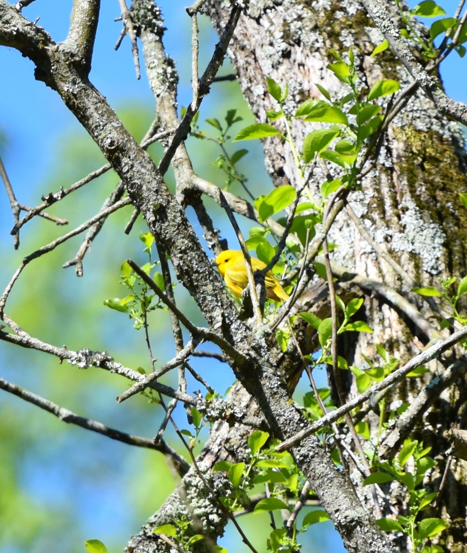 Yellow Warbler - ML618017928