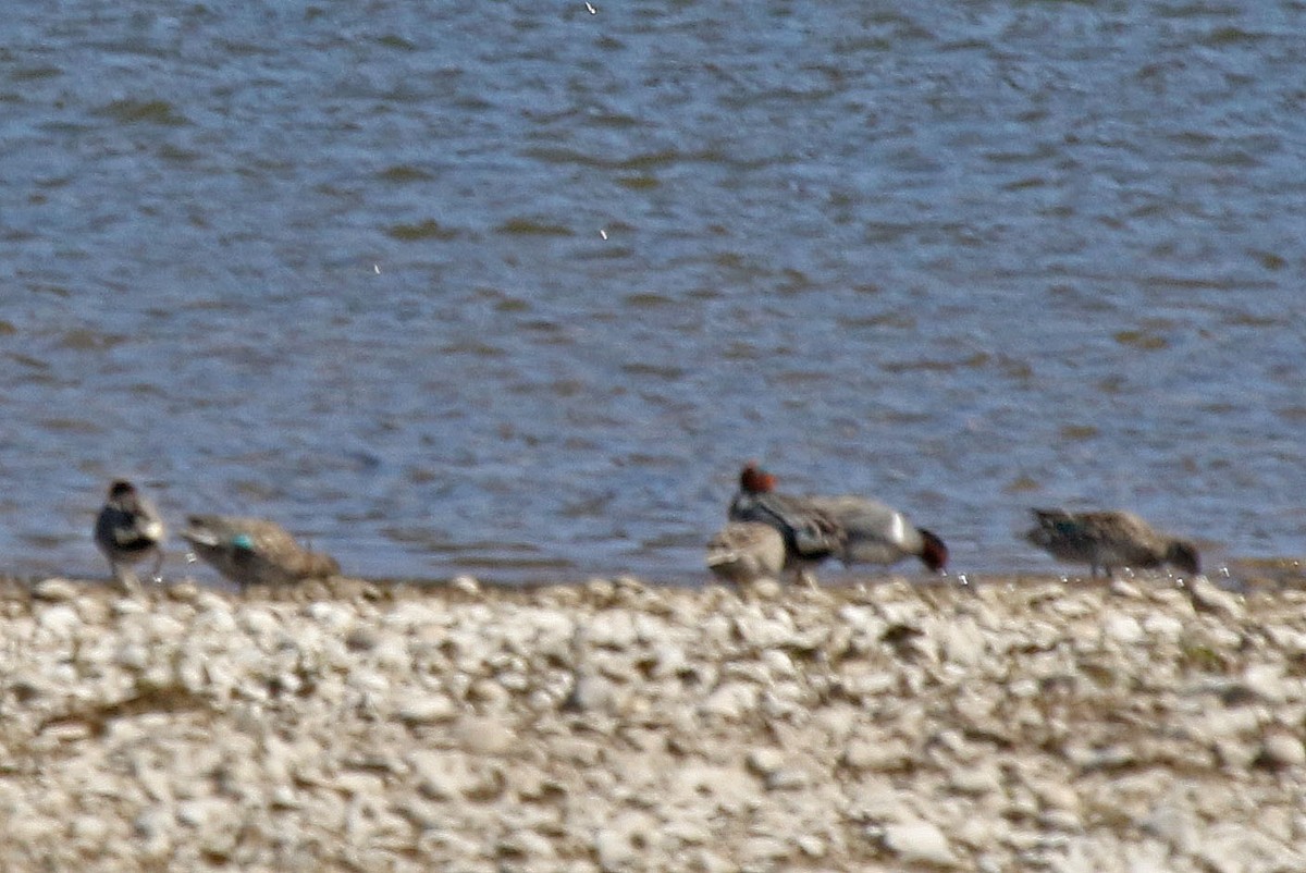 Green-winged Teal - Joan and/or George Sims