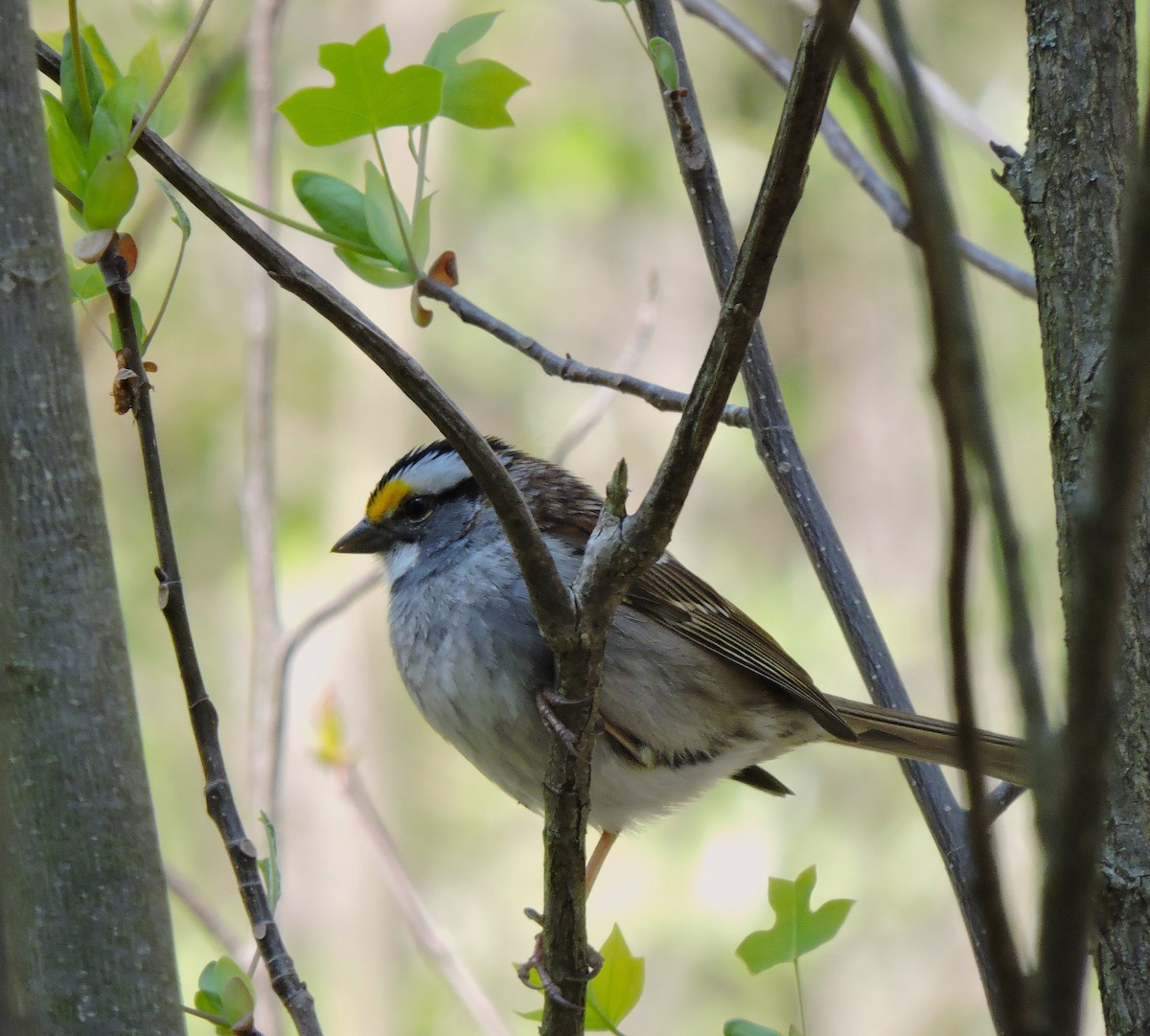 White-throated Sparrow - ML618017948