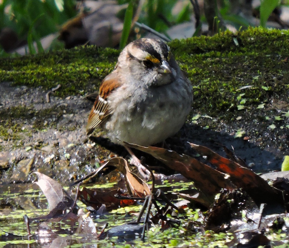 White-throated Sparrow - ML618017954