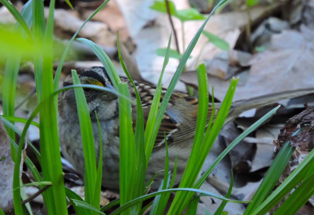 White-throated Sparrow - Eric Michael