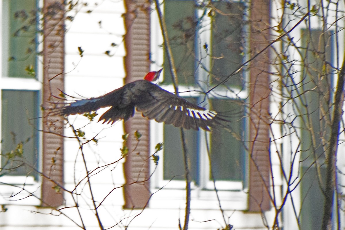 Pileated Woodpecker - Joel Tilley