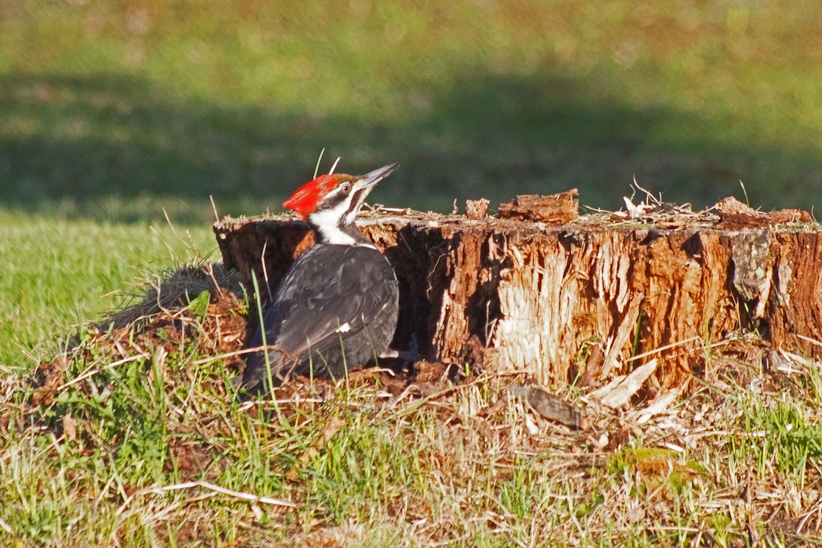 Pileated Woodpecker - ML618017978