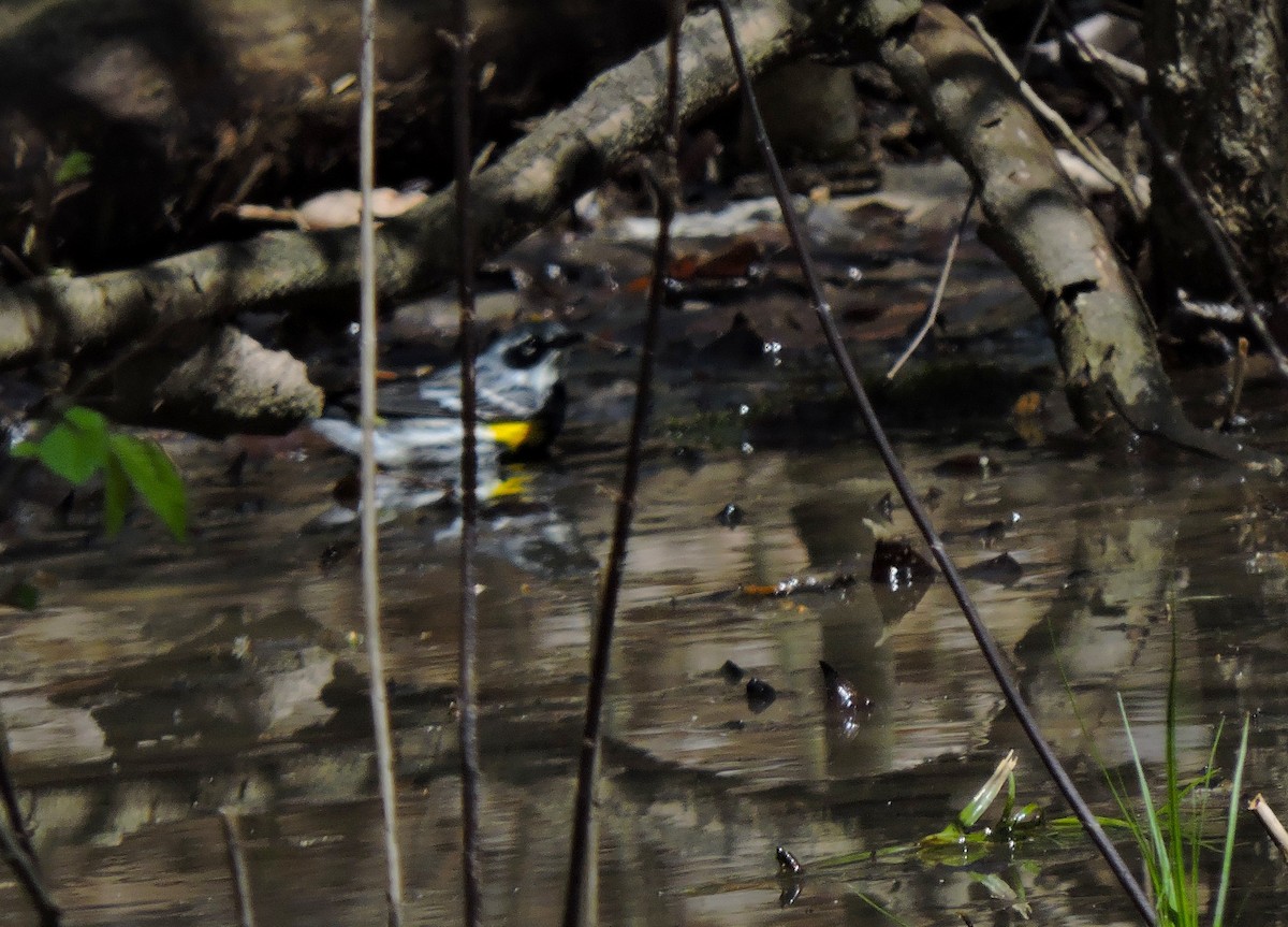 Yellow-rumped Warbler - ML618017988