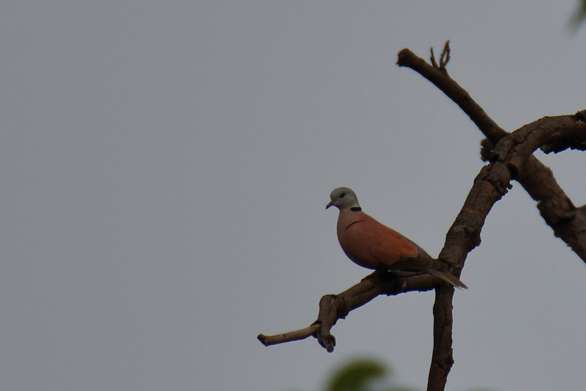 Red Collared-Dove - ML618018008