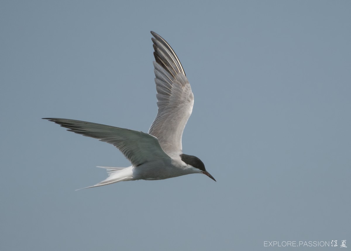 Common Tern - ML618018049