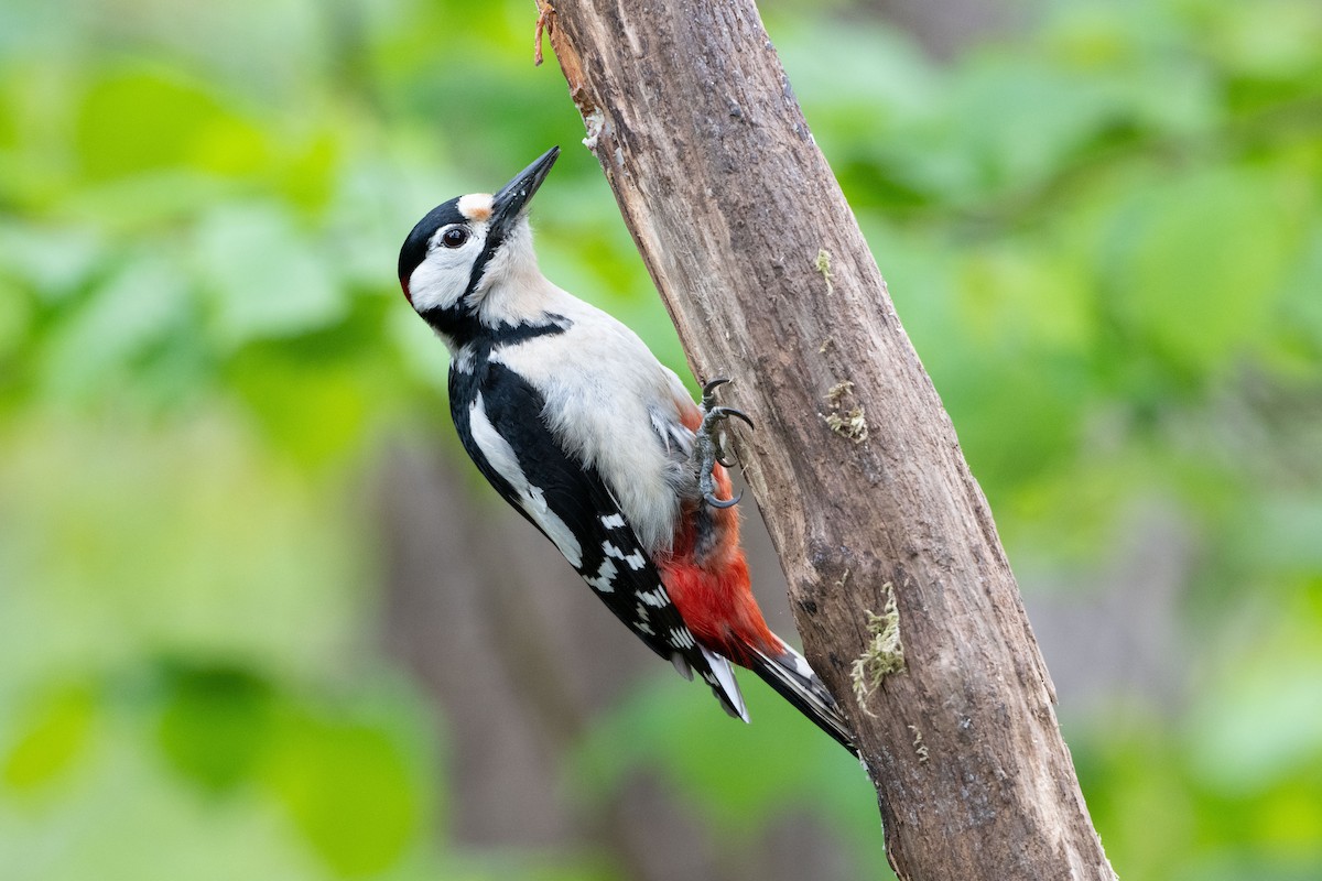 Great Spotted Woodpecker - ML618018064