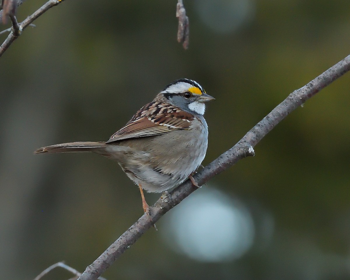 White-throated Sparrow - Pierre Noel
