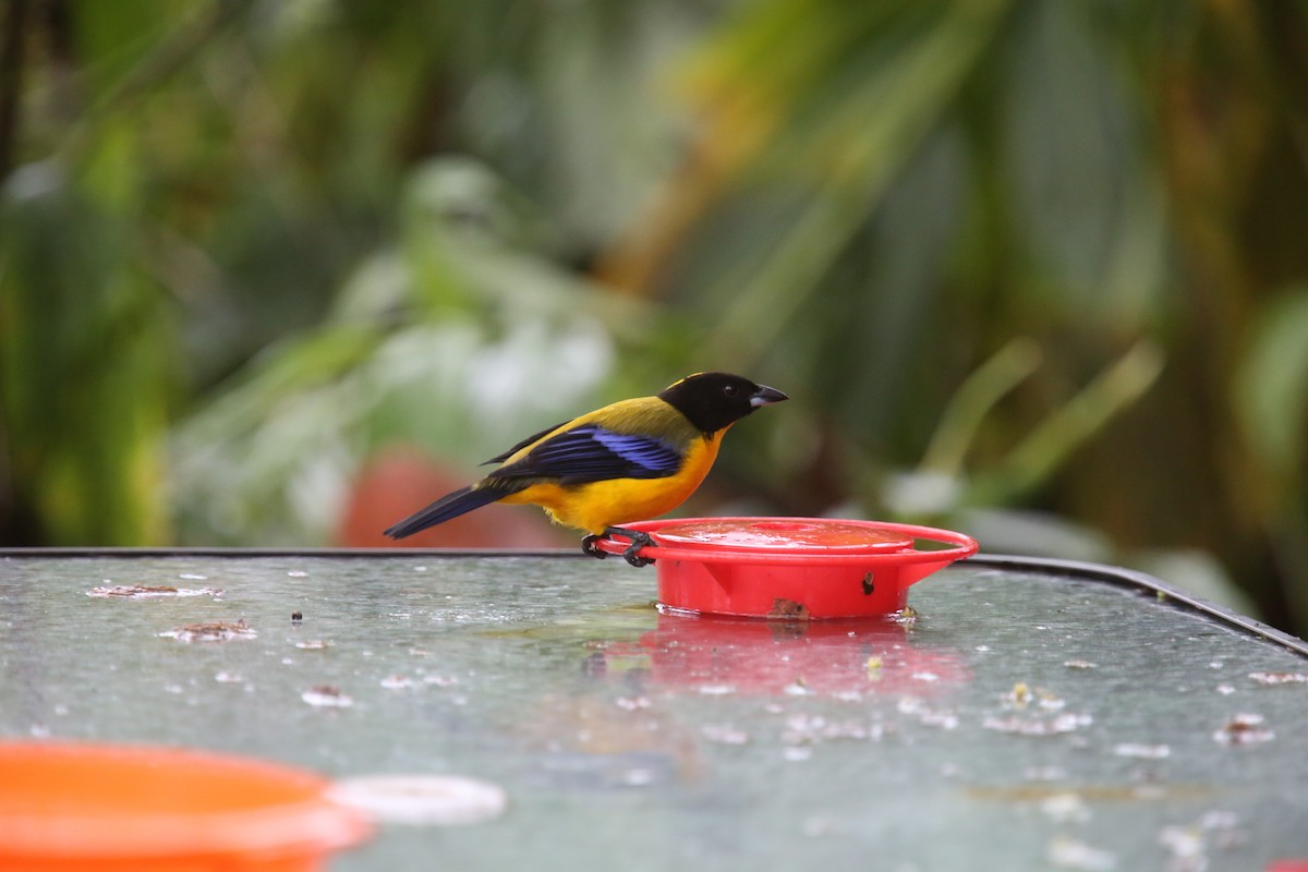Black-chinned Mountain Tanager - ML618018072