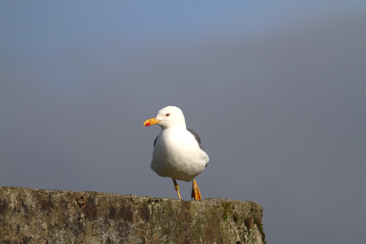 Yellow-legged Gull (atlantis) - ML618018076