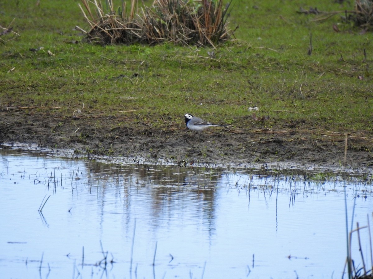 White Wagtail (White-faced) - Stephen Bailey