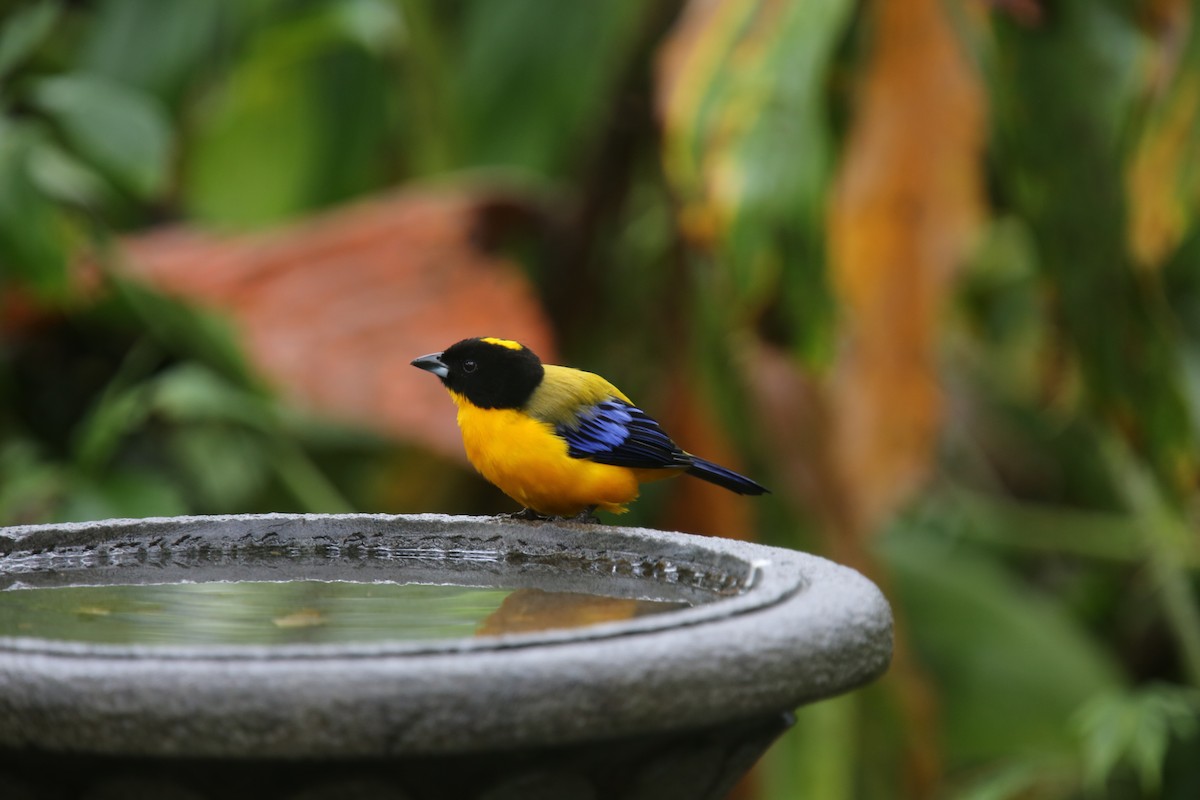 Black-chinned Mountain Tanager - ML618018102