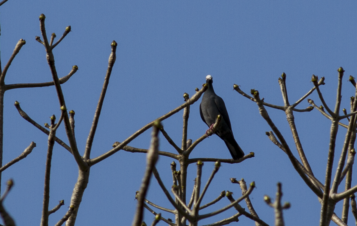 White-crowned Pigeon - ML618018121