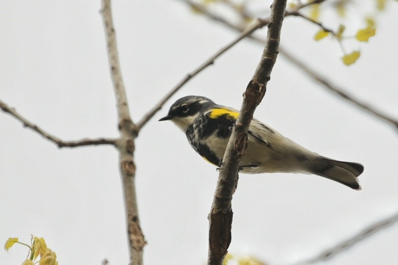 Yellow-rumped Warbler - Troy Shively
