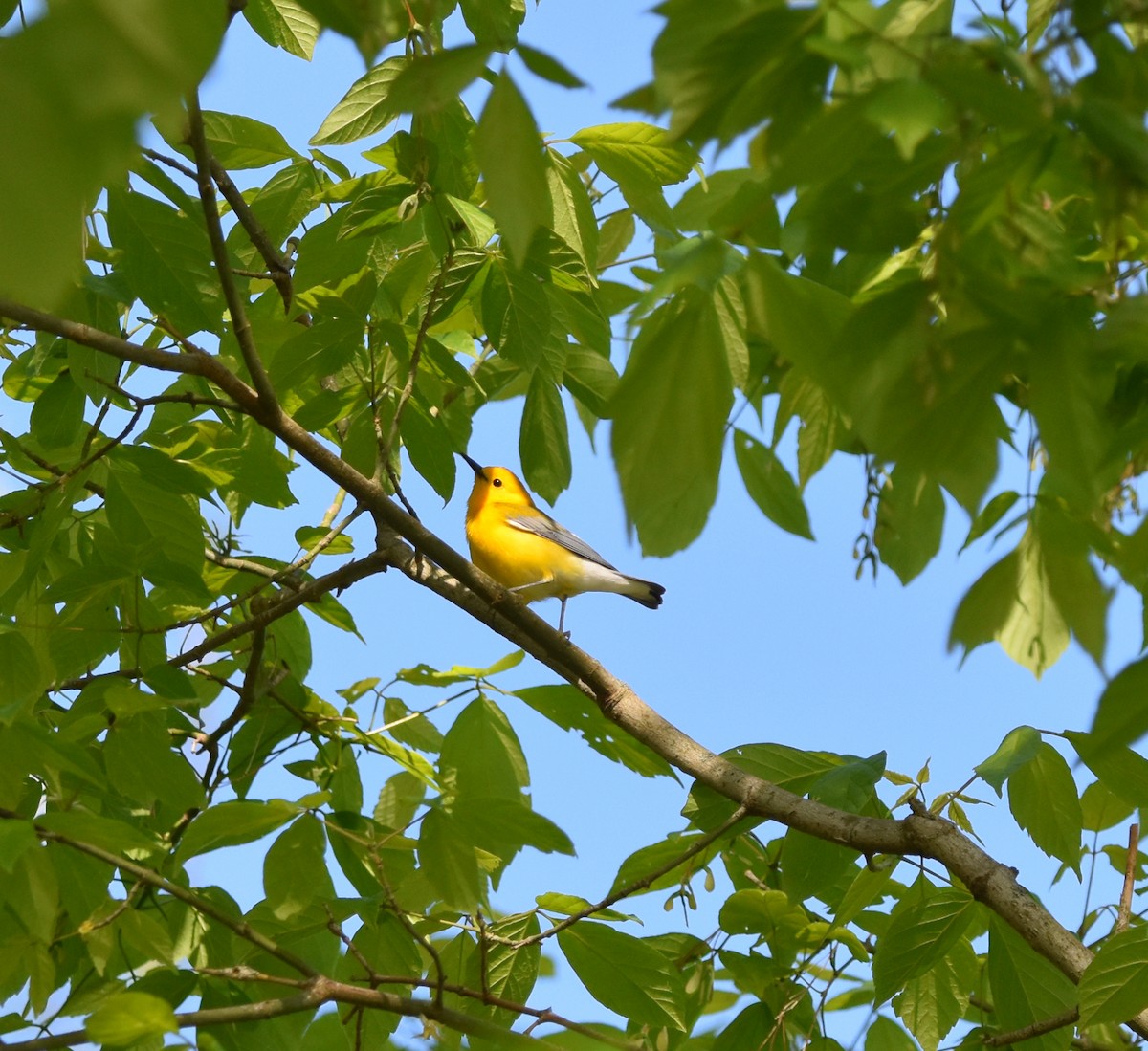 Prothonotary Warbler - ML618018128
