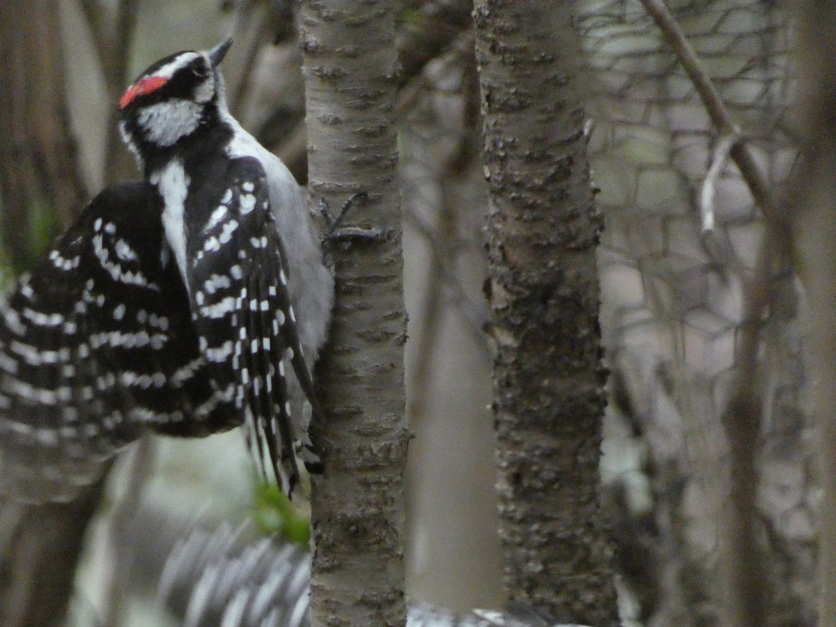 Downy Woodpecker - ML618018139