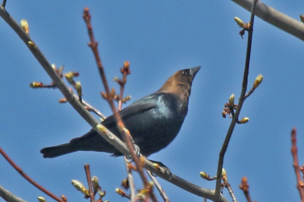 Brown-headed Cowbird - Joan and/or George Sims