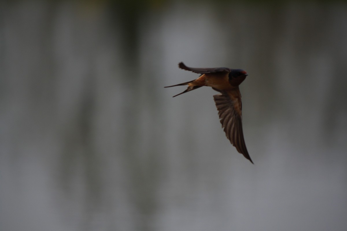 Barn Swallow - ML618018158