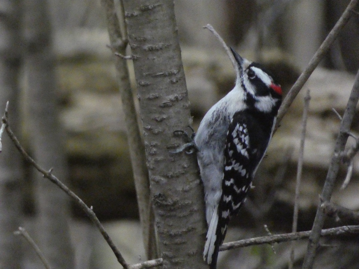 Downy Woodpecker - ML618018160
